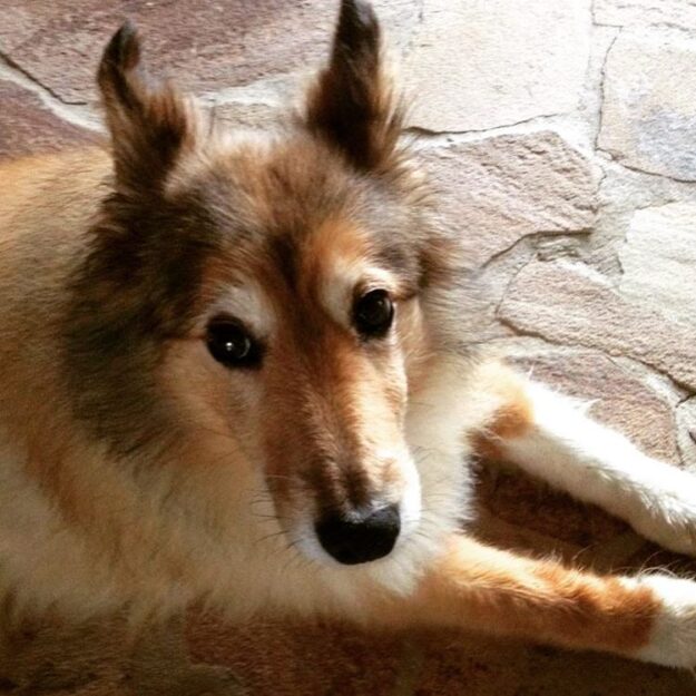 12353916_633212033487115_2020973657_n